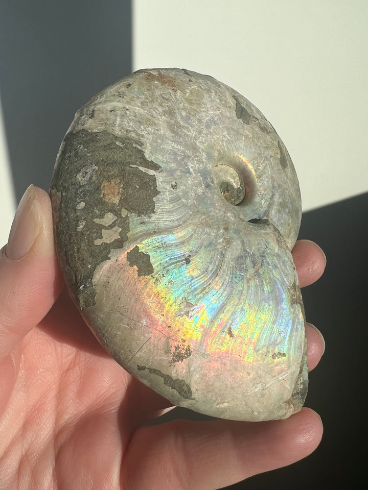 Iridescent Ammonite Fossil 1 | 241g