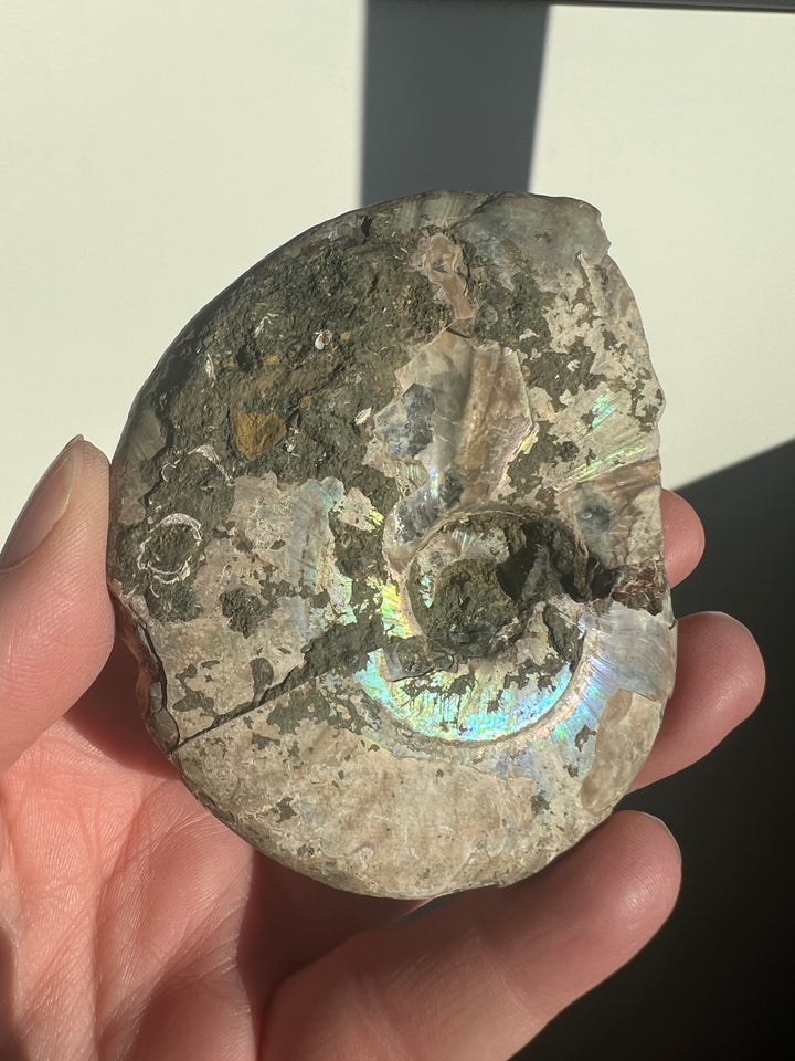 Iridescent Ammonite Fossil 3 | 159g