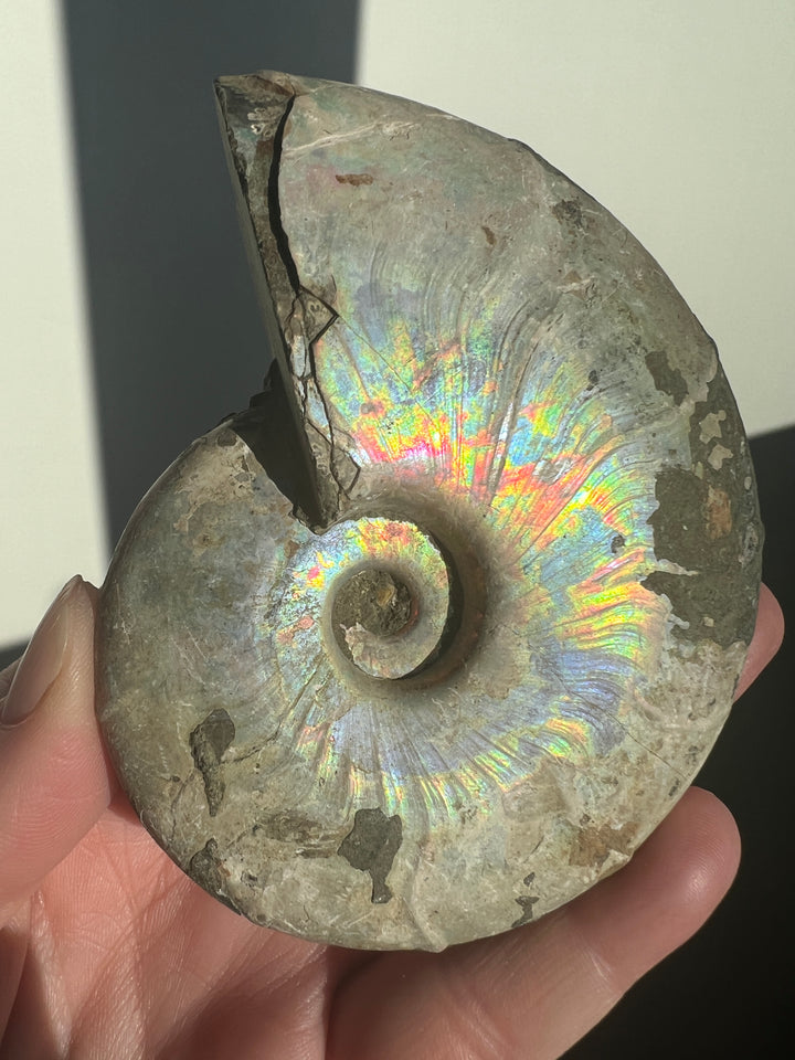 Iridescent Ammonite Fossil 1 | 241g