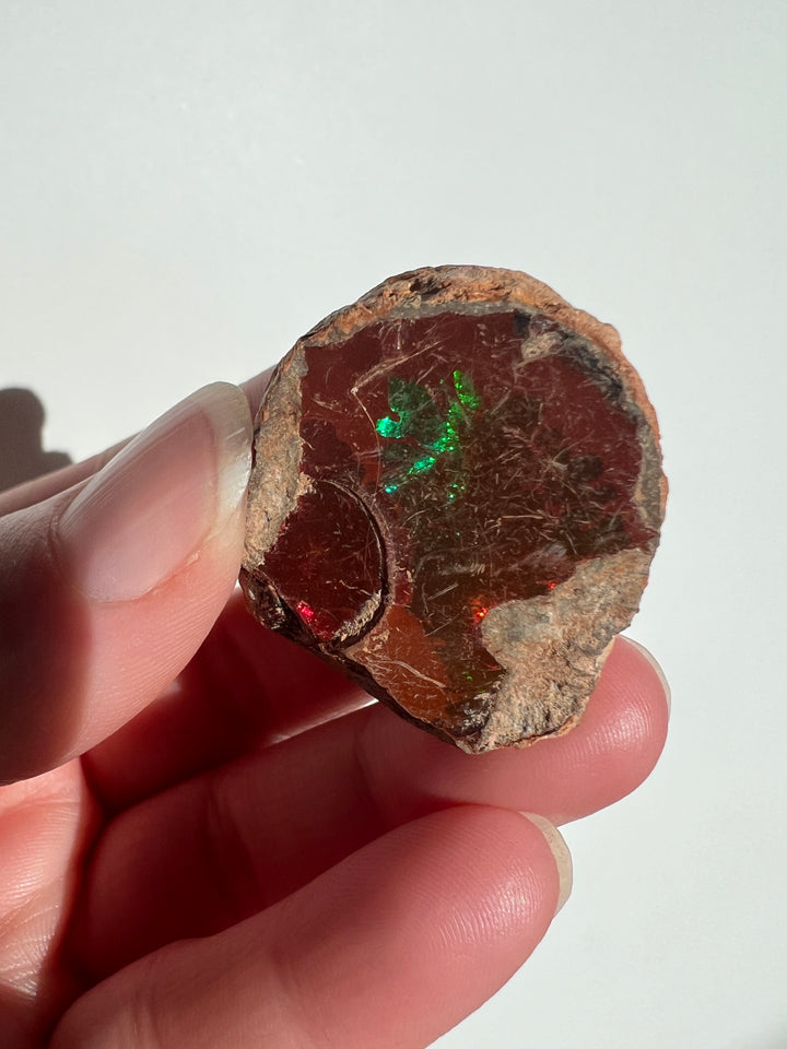 Raw Chocolate Walo Opal (2)