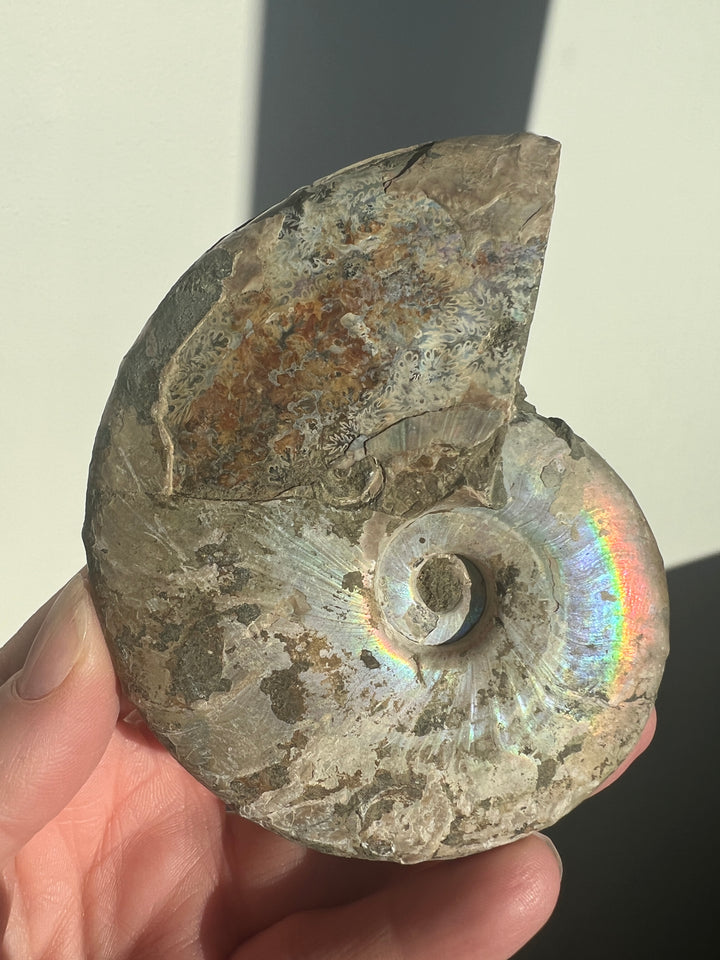 Iridescent Ammonite Fossil 1 | 241g