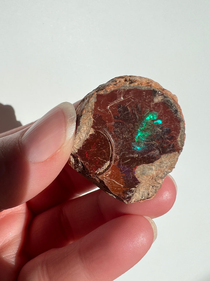 Raw Chocolate Walo Opal (2)