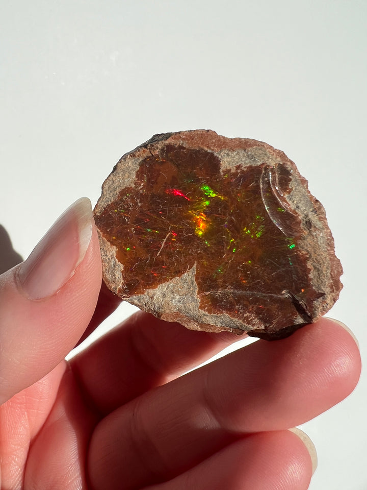 Raw Chocolate Walo Opal (4)