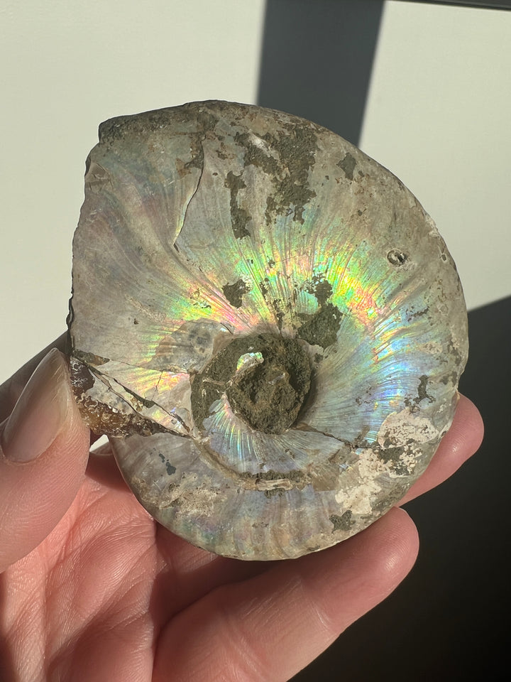 Iridescent Ammonite Fossil 3 | 159g