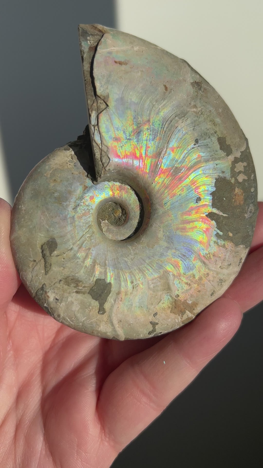 Iridescent Ammonite Fossil 1 | 241g