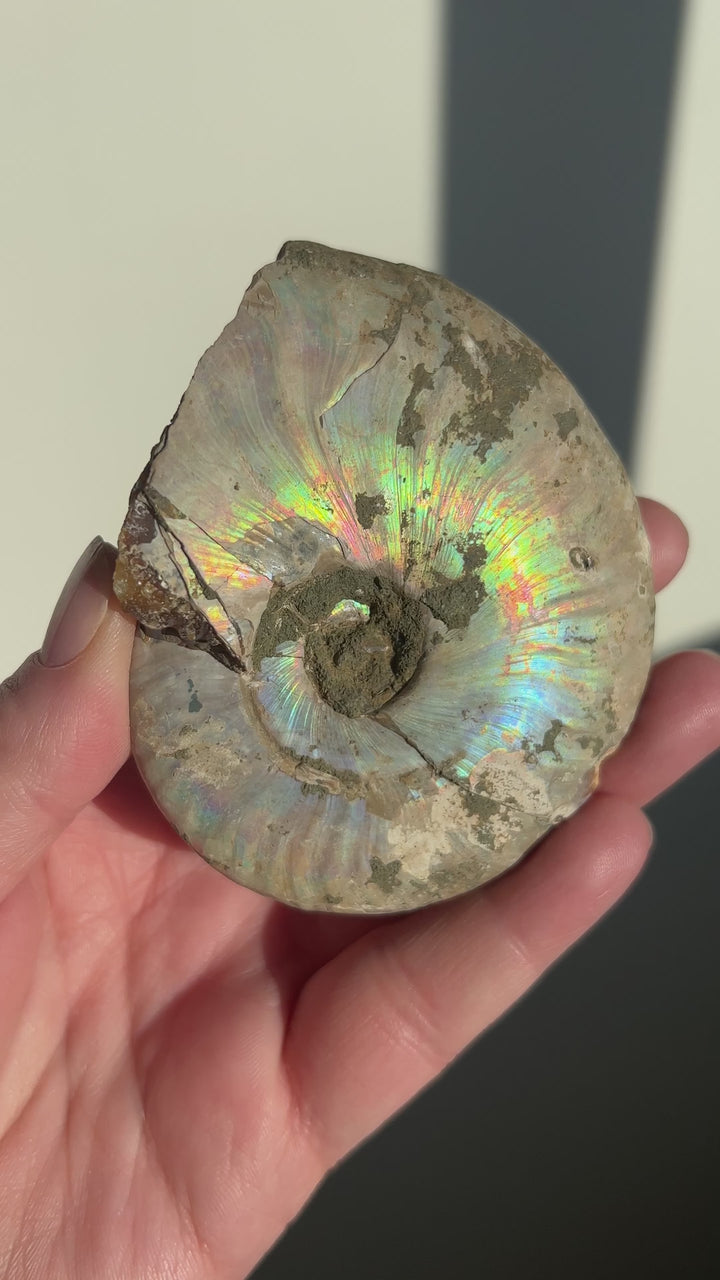 Iridescent Ammonite Fossil 3 | 159g